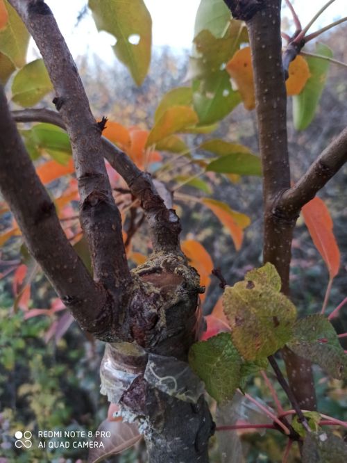 IMG-20231019-WA0001