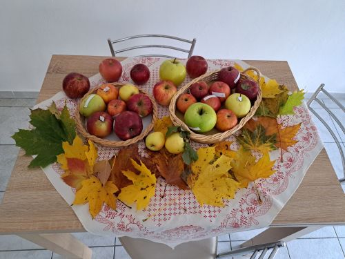 Výstava_jabĺk (4)