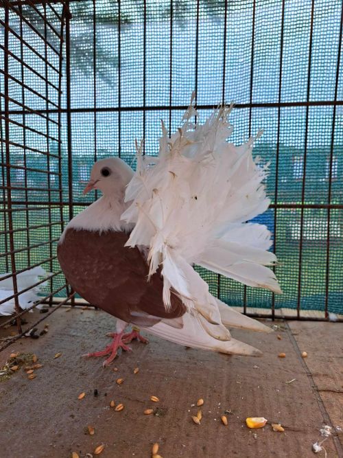received_1610191826140234