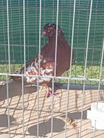 IMG_20240919_095207