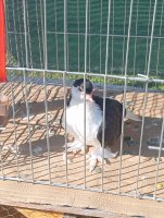 IMG_20240919_095233