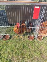 IMG_20240919_095335