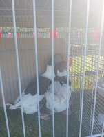 IMG_20240919_095435