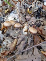IMG_20241021_110644