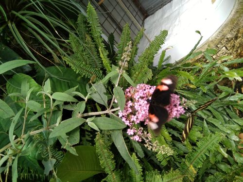 IMG-20240625-WA0011